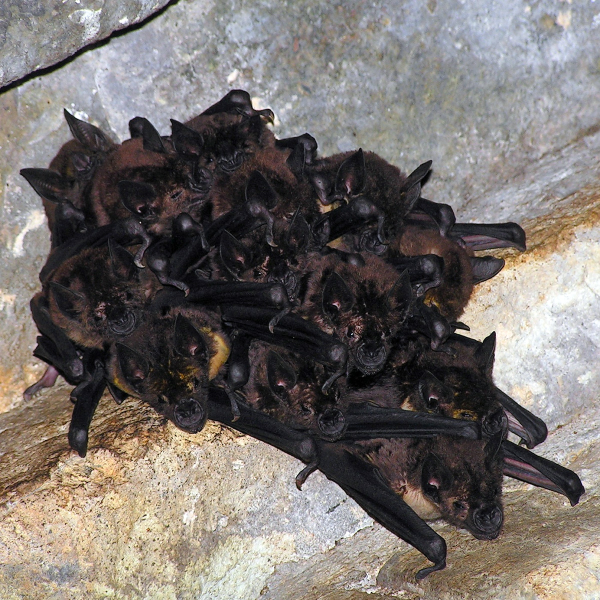 Большой копьенос (Phyllostomus hastatus) Фото №7