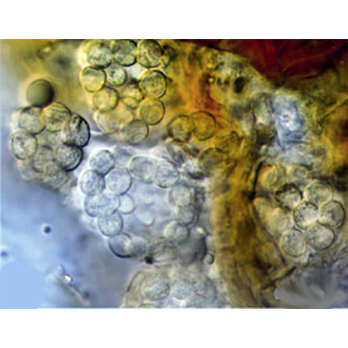 Класс Phytomyxea фото