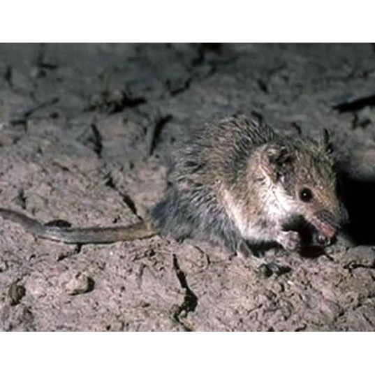 Мелкозубая сумчатая мышь (Planigale gilesi) Фото №5