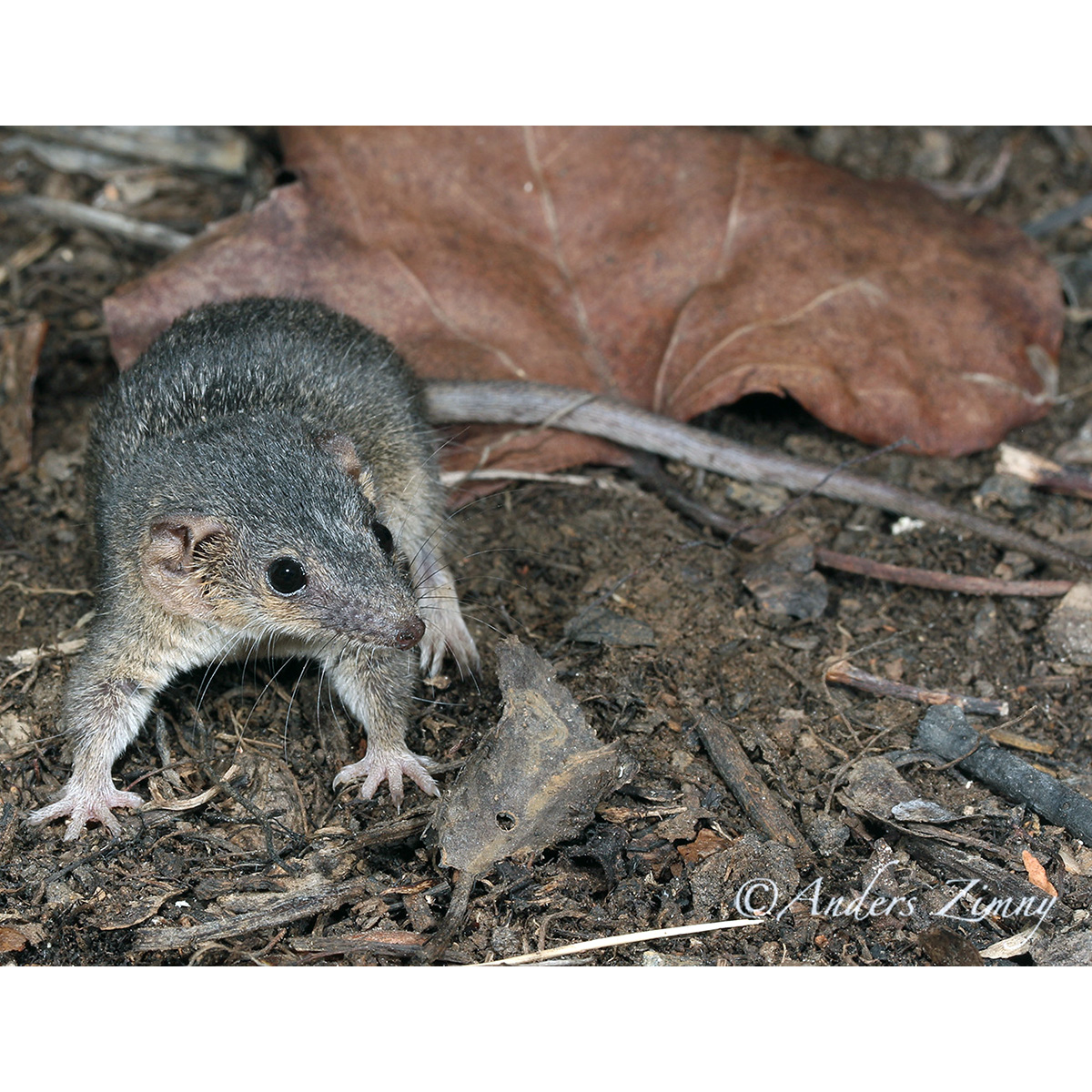 Северная сумчатая мышь (Planigale ingrami) Фото №5