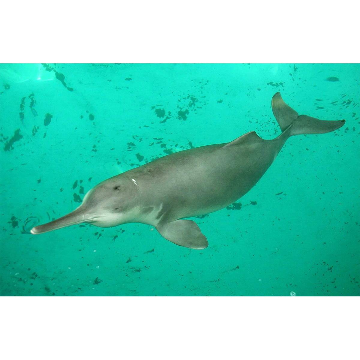 Гангский дельфин (Platanista gangetica) Фото №2