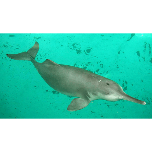 Семейство Гангские дельфины  фото