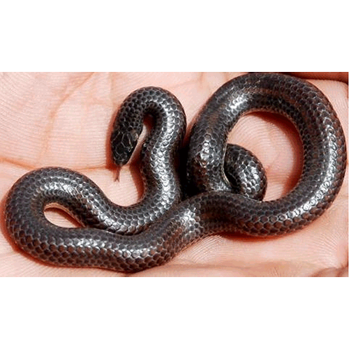  Род Южноиндийские щитохвостые змеи  фото