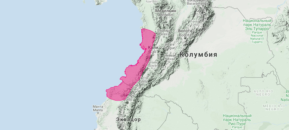 Колумбийский широконос (Platyrrhinus chocoensis) Ареал обитания на карте