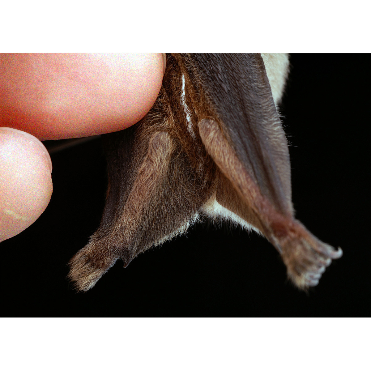 Guianan broad-nosed bat (Platyrrhinus guianensis) Фото №2
