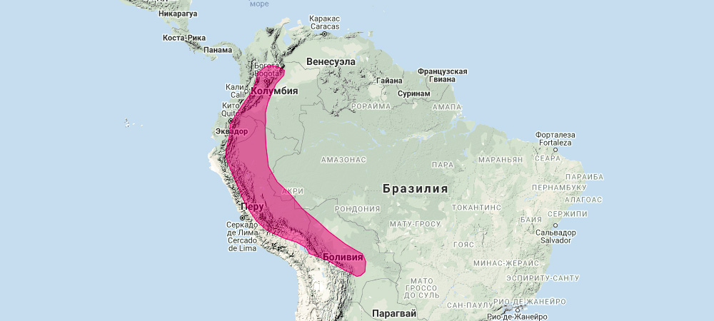 Буроватый широконос (Platyrrhinus infuscus) Ареал обитания на карте