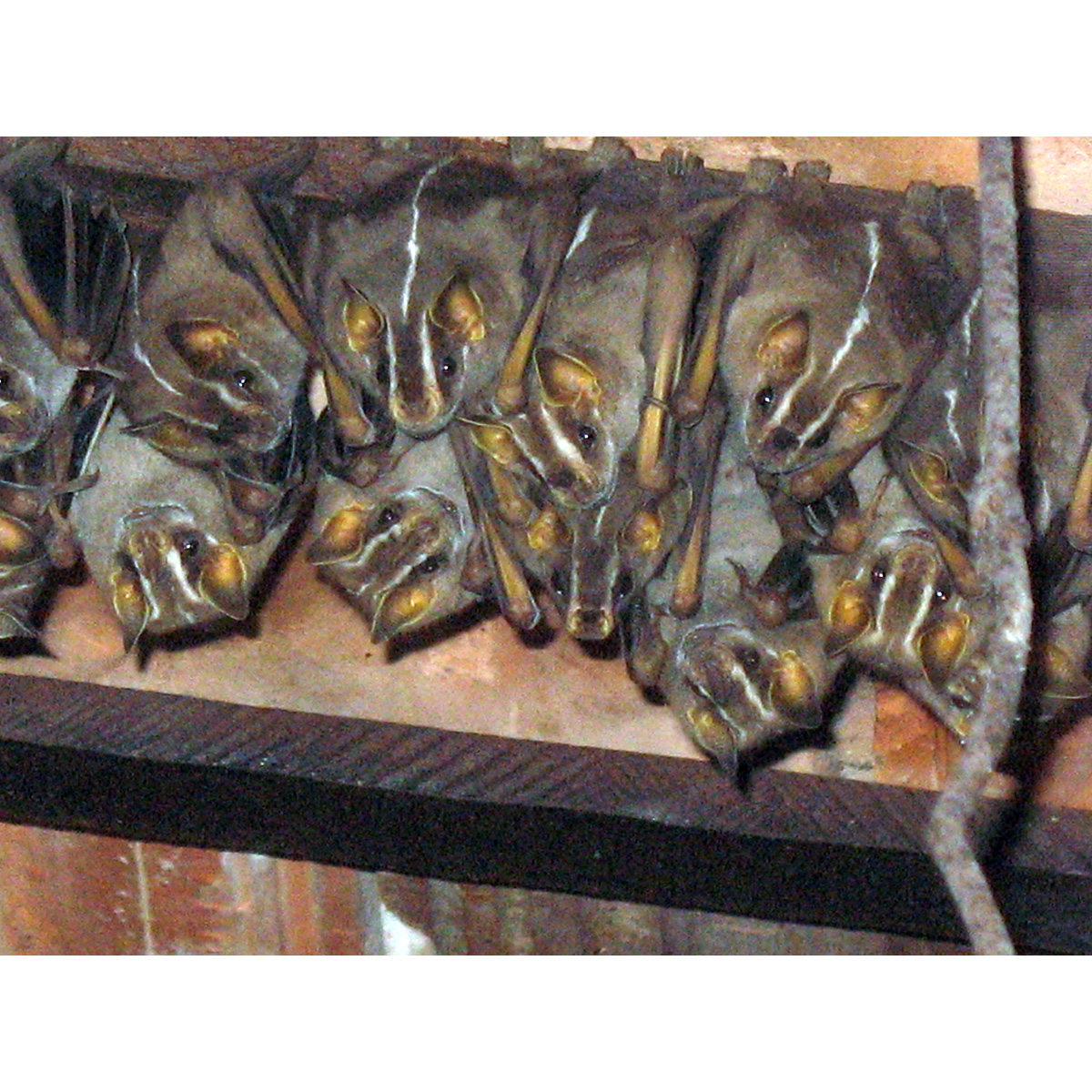 Бразильский широконос (Platyrrhinus recifinus) Фото №8