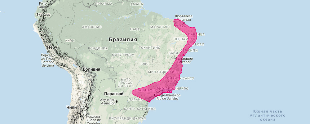 Бразильский широконос (Platyrrhinus recifinus) Ареал обитания на карте