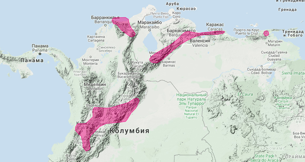 Зонтичный широконос (Platyrrhinus umbratus) Ареал обитания на карте