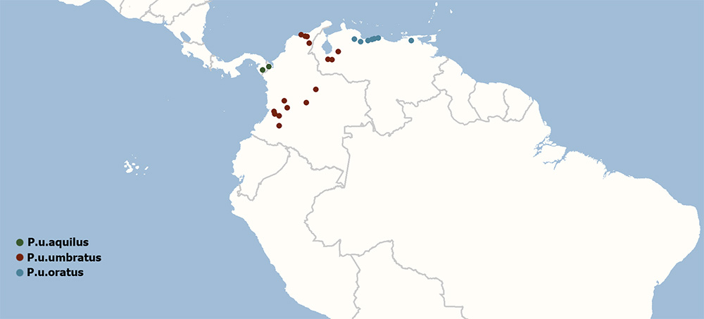 Platyrrhinus umbratus - ареал обитания подвидов на карте