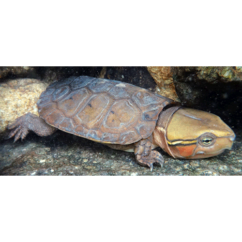  Род Большеголовые черепахи  фото