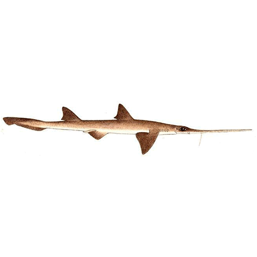  Род Пилоносые акулы  фото