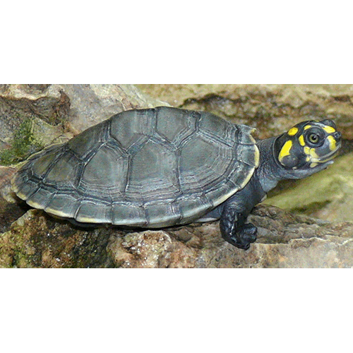  Род Щитоногие черепахи / Терекай / Тракакса  фото