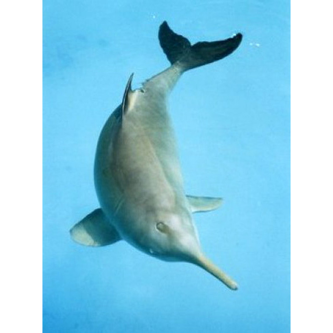 Ла-платский дельфин (Pontoporia blainvillei) Фото №10