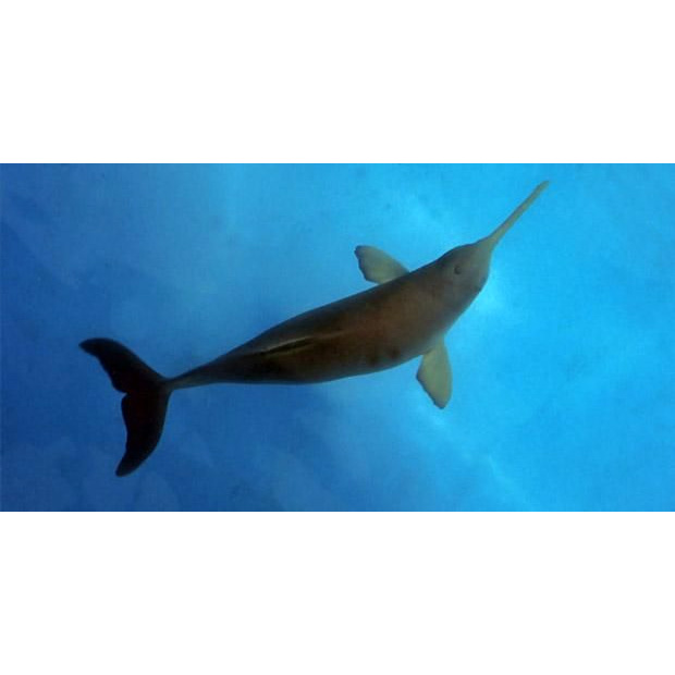 Ла-платский дельфин (Pontoporia blainvillei) Фото №2