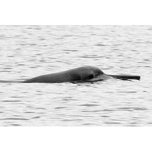 Ла-платский дельфин (Pontoporia blainvillei) Фото №3