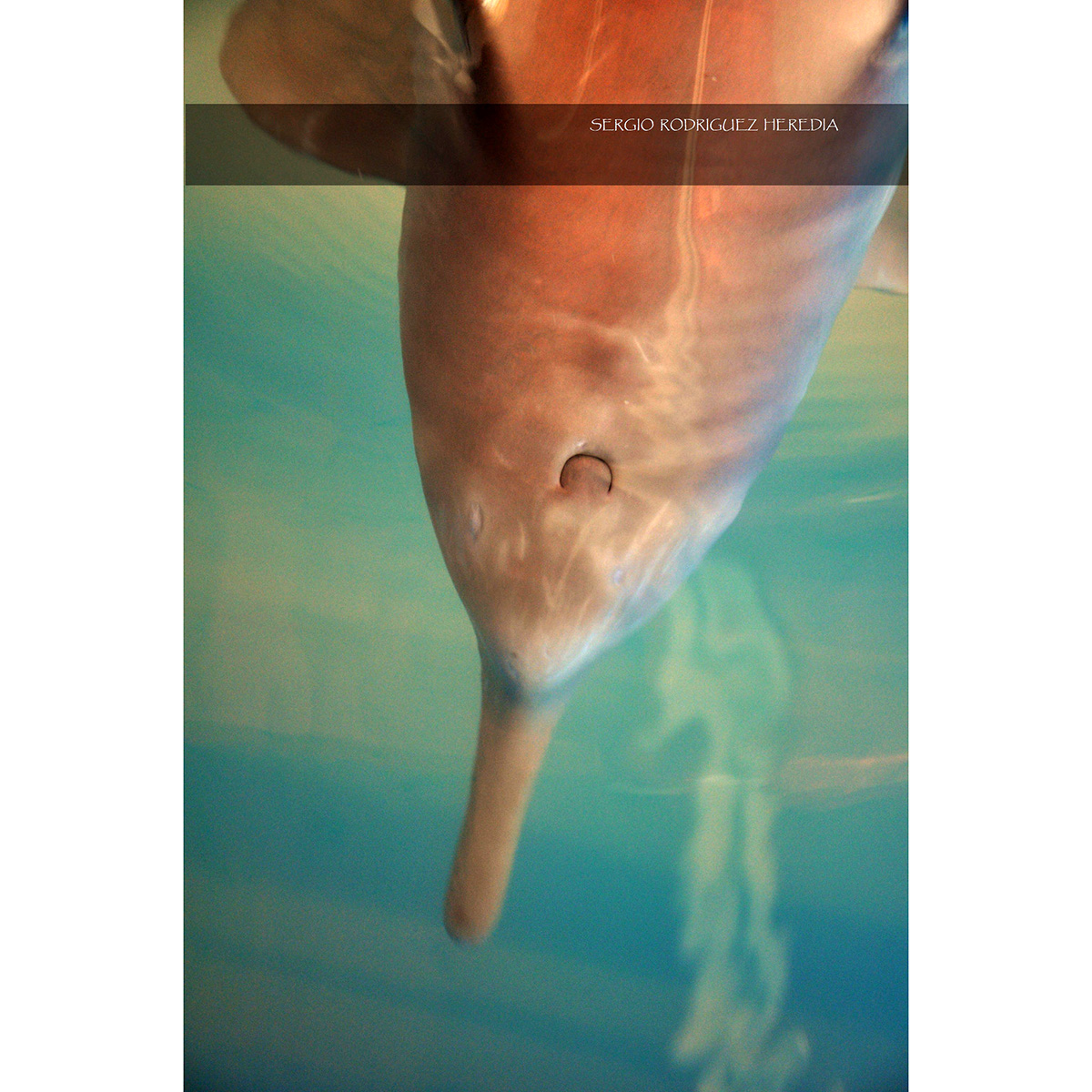 Ла-платский дельфин (Pontoporia blainvillei) Фото №4