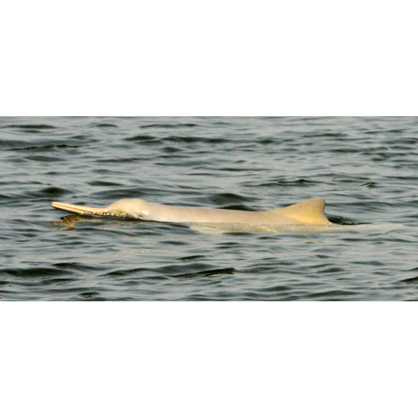 Ла-платский дельфин (Pontoporia blainvillei) Фото №5