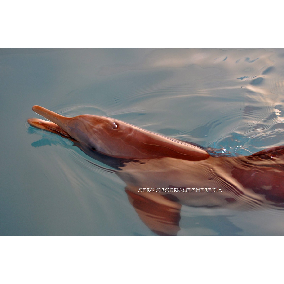 Ла-платский дельфин (Pontoporia blainvillei) Фото №6
