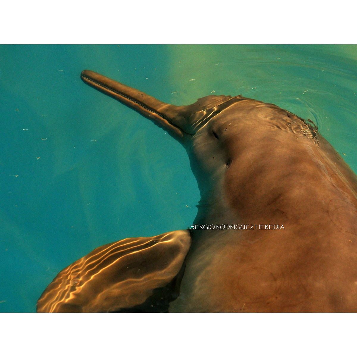 Ла-платский дельфин (Pontoporia blainvillei) Фото №7