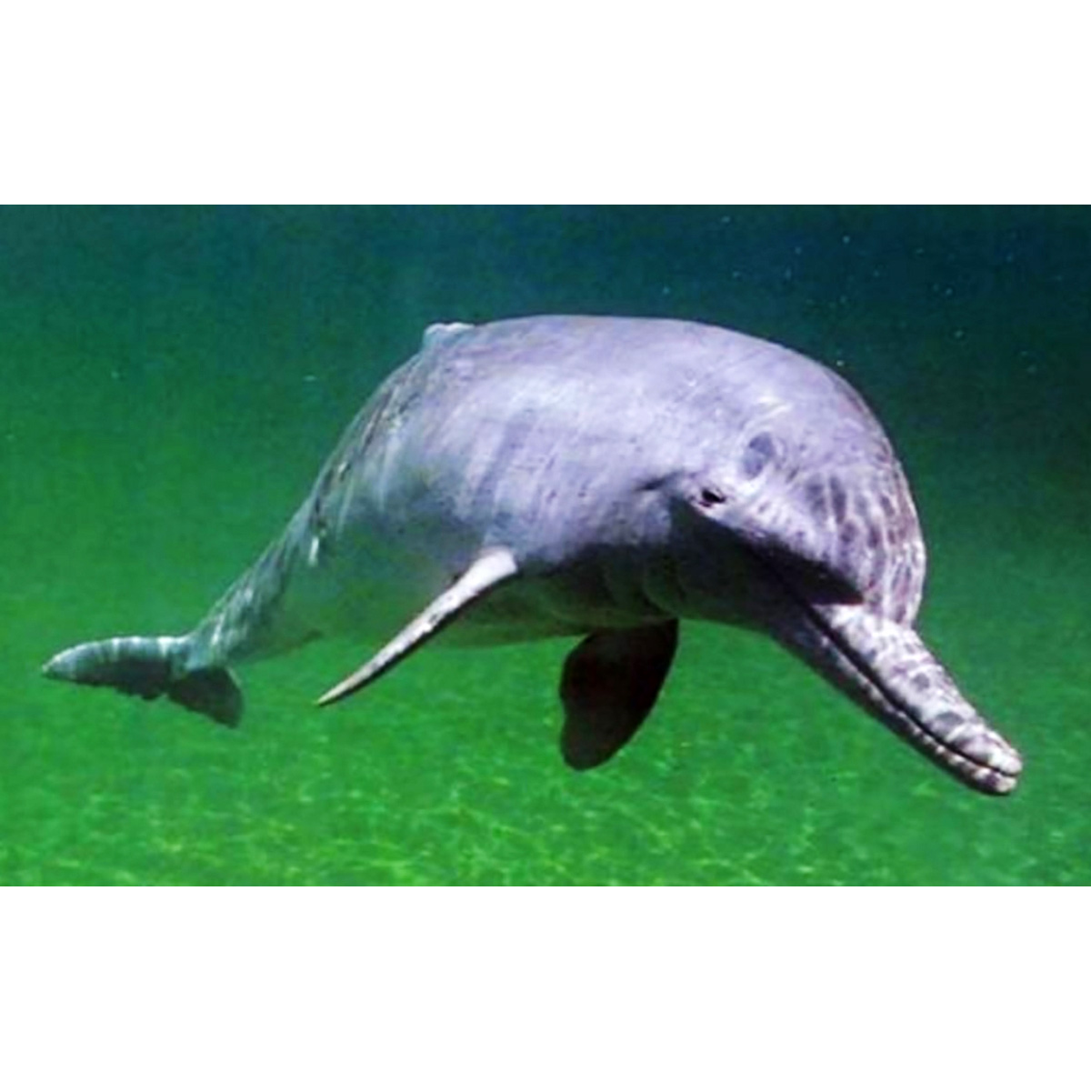 Ла-платский дельфин (Pontoporia blainvillei) Фото №9