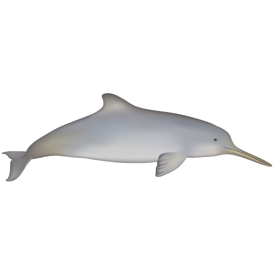 Ла-платский дельфин (Pontoporia blainvillei) Фото №1