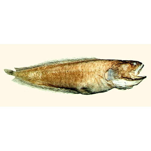  Род Porocephalichthys  фото