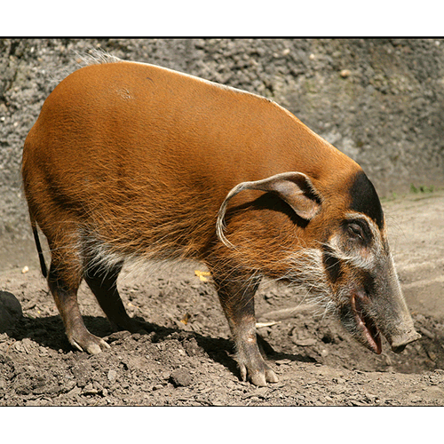Род Кистеухие свиньи  фото