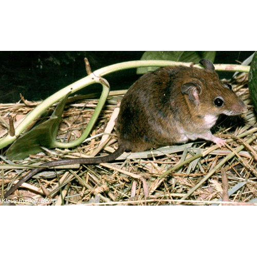 Род Мягковолосые крысы  фото