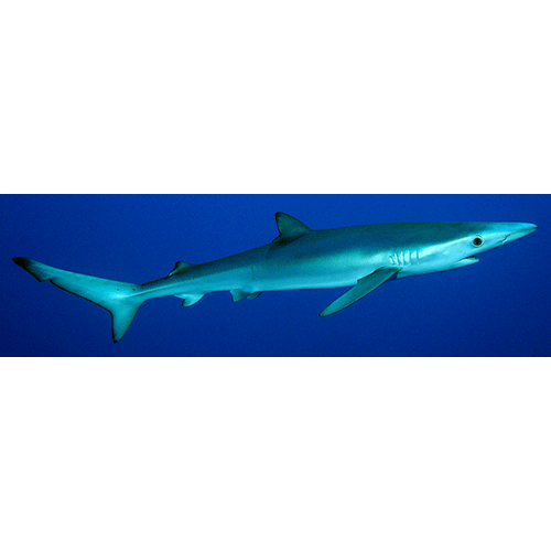  Род Синие акулы  фото