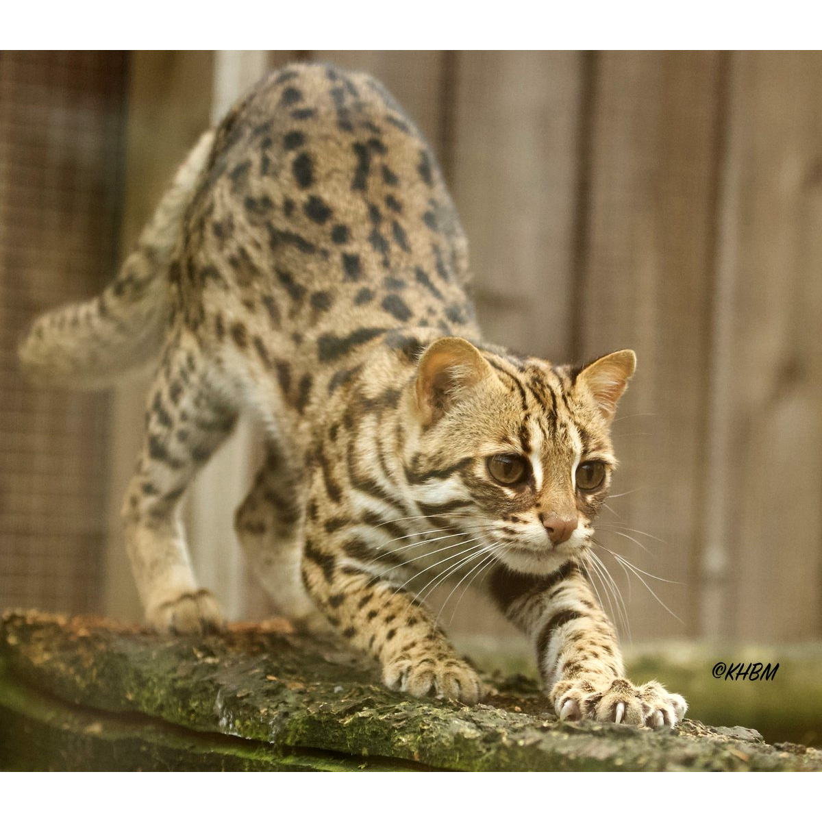 Среднеазиатская леопардовая кошка