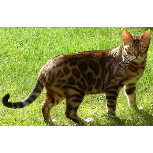 Азиатские кошки / Восточные кошки (Prionailurus) | LifeCatalog