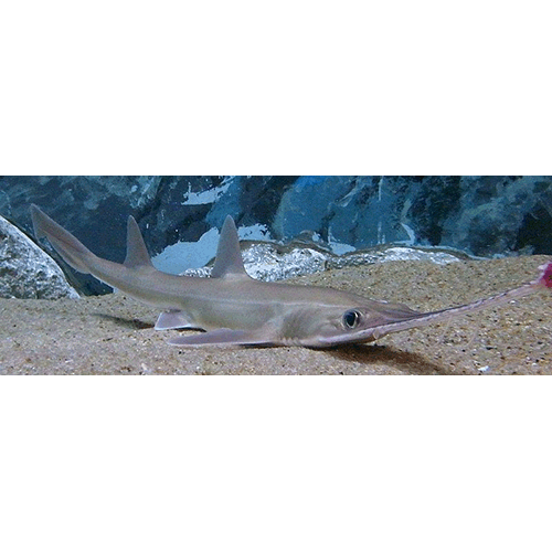 Семейство Пилоносые акулы / Пилоносовые  фото