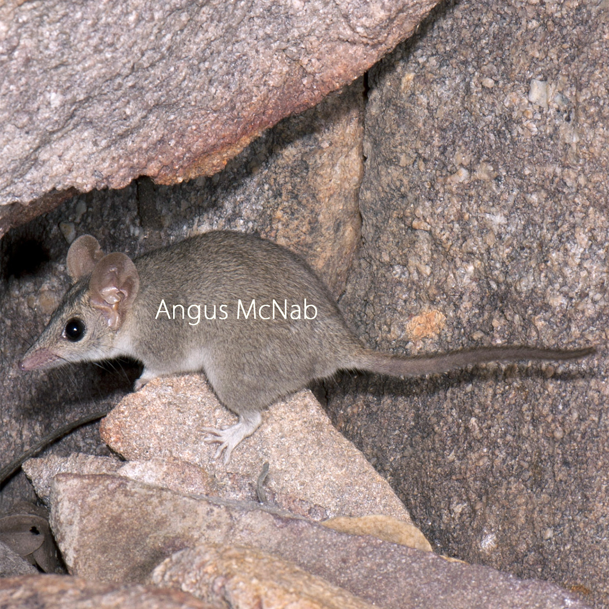Песчаниковая сумчатая мышь (Pseudantechinus bilarni) Фото №2