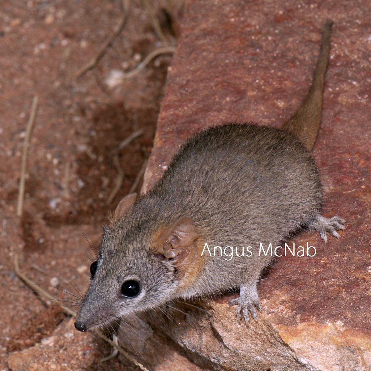 Александрийская ложная сумчатая мышь (Pseudantechinus mimulus) Фото №2