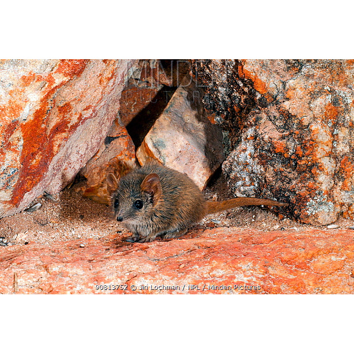 Сумчатая мышь Рори (Pseudantechinus roryi) Фото №2