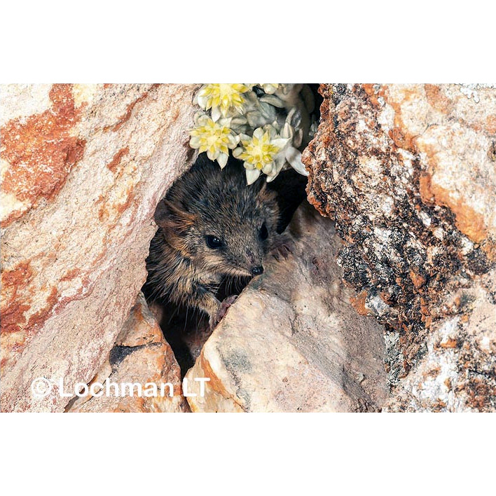 Сумчатая мышь Рори (Pseudantechinus roryi) Фото №4