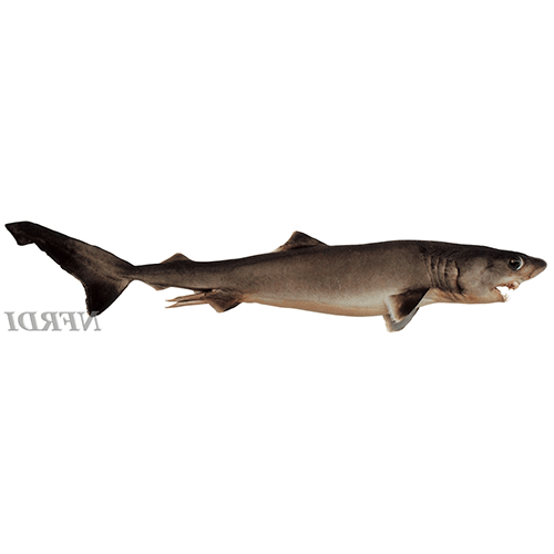  Род Ложнопесчаные акулы  фото