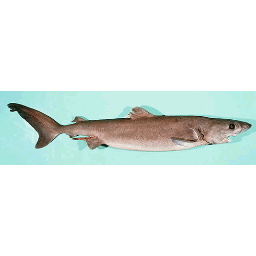Семейство Ложнопесчаные акулы  фото