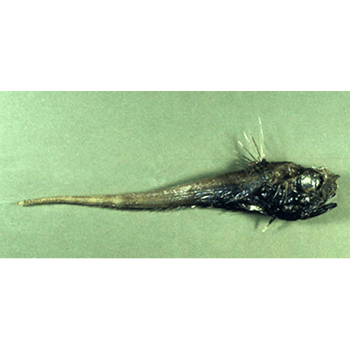  Род Pseudocetonurus  фото