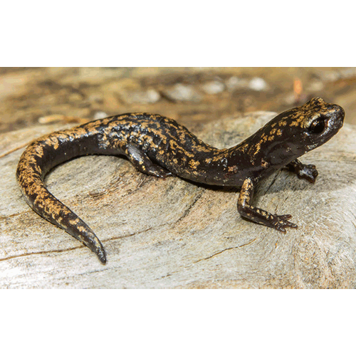  Род Центральноамериканские саламандры  фото