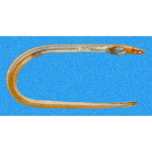  Род Pseudomyrophis  фото