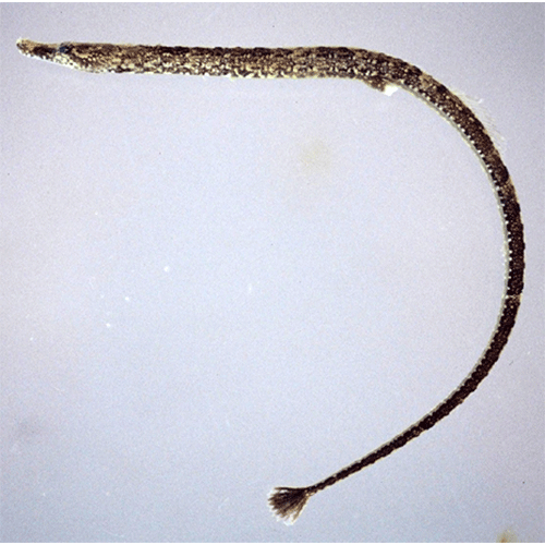 Род Pseudophallus фото