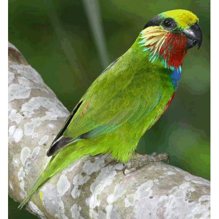  Род Карликовые попугаи  фото