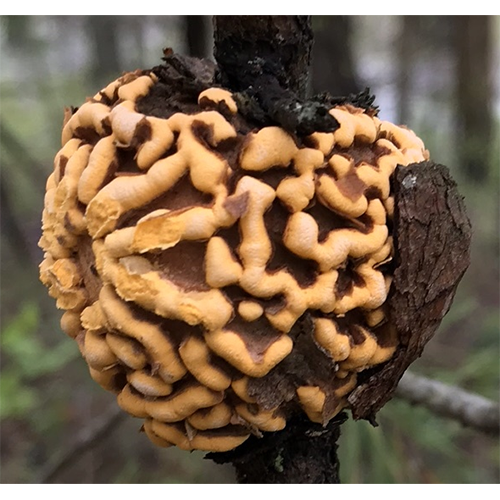 Отряд Пукциниевые / Ржавчинные грибы фото
