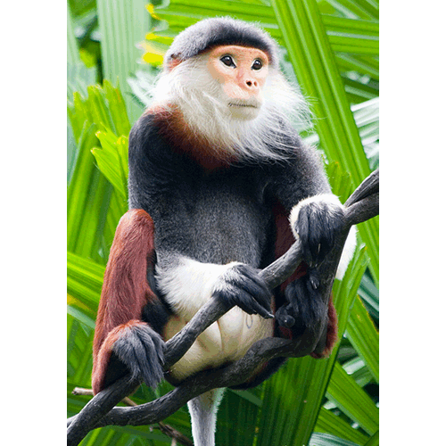 Род Тонкотелые обезьяны  фото
