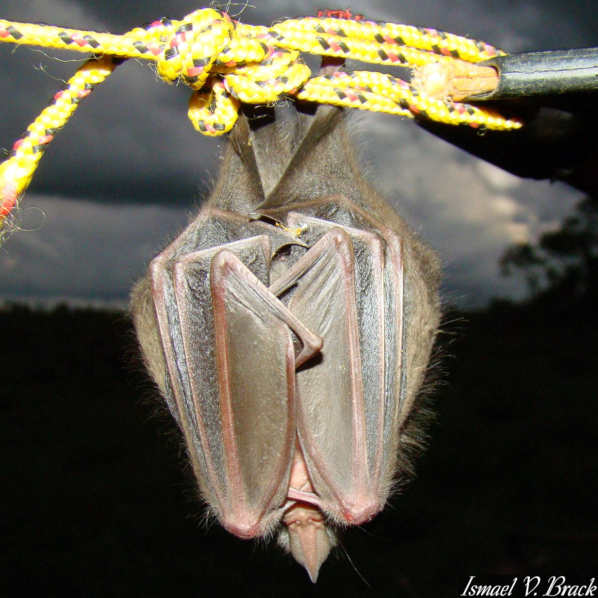 Ипанемский листонос (Pygoderma bilabiatum) Фото №3