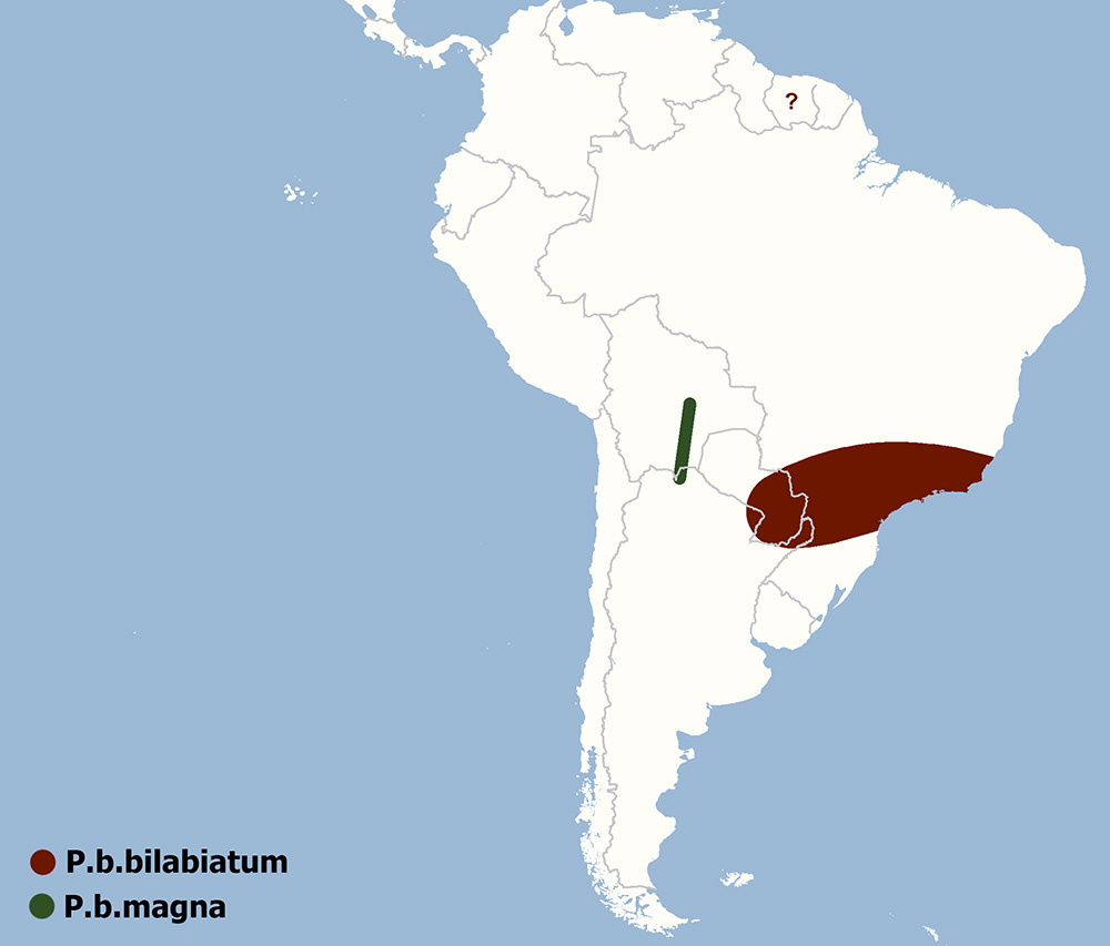 Pygoderma bilabiatum - ареал обитания подвидов на карте