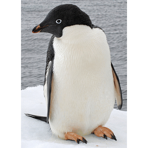  Род Антарктические пингвины  фото