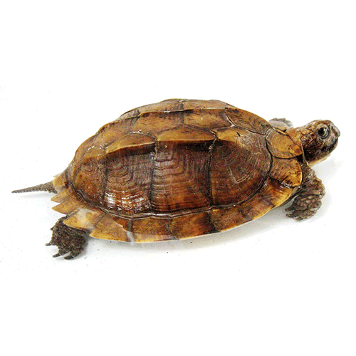  Род Коробчатые черепахи с килем  фото